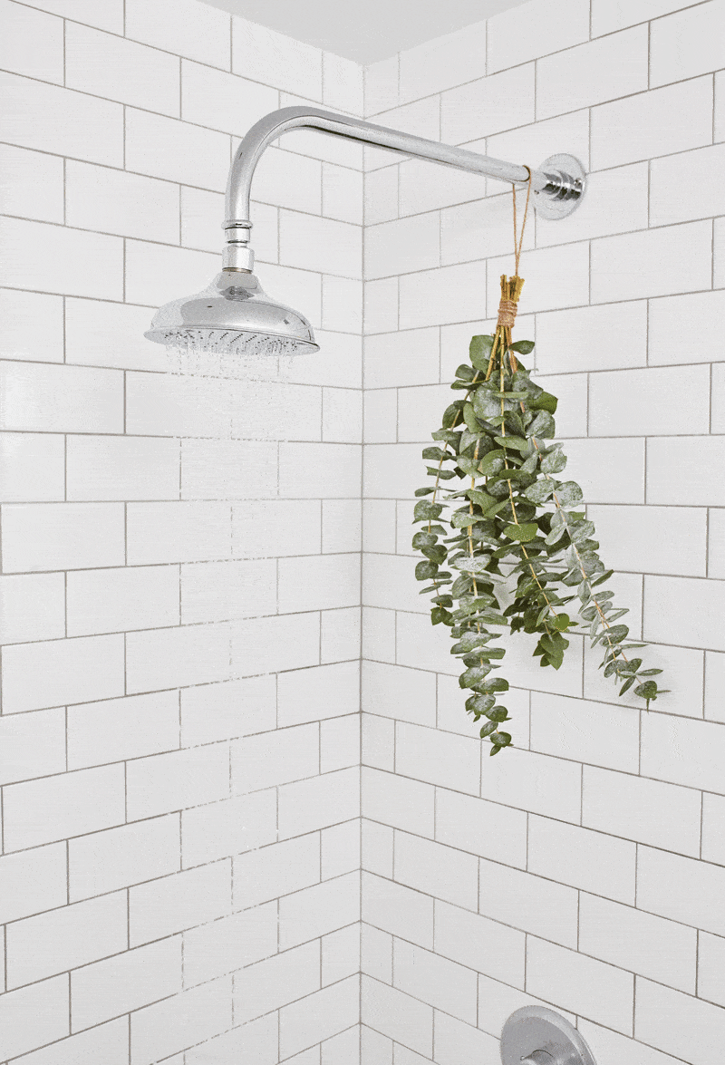 Benefits Of Hanging Eucalyptus